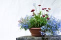 View of the flowerpots with bright colors on a white wall background