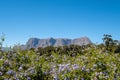 View of flowers, greenery and mountains taken from Tokara Wine Estate, Stellenbosch, South Africa, on a clear day.