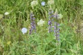 The view of flowers of Iwan-tea on a green meadow.