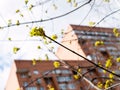 View of flowers of maple and high-rise building Royalty Free Stock Photo