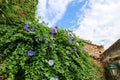 View with flowers on the wall of Pantanassa Monastery in ancient abandoned city Mystras, Peloponnese, Greece