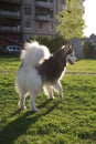 View of a fluffy husky malamute on a walk in the yard