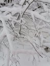 View of fluffy snowy branches of tree in snowfall