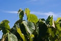 TOP LEAVES OF GRAPE VINE AGAINST BLUE SKY Royalty Free Stock Photo