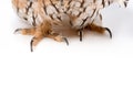 View of fluffy wild owl claws on white with copy space