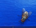 View of a Fly over the Blue background