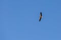 View of a flying adult stork against a blue sky in summer Royalty Free Stock Photo