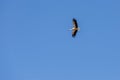 View of a flying adult stork against a blue sky in summer Royalty Free Stock Photo