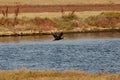 View of a flying cormorant in Evros river, Greece. Royalty Free Stock Photo