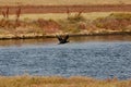 View of a flying cormorant in Evros river, Greece. Royalty Free Stock Photo