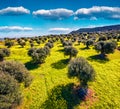 View from flying drone. Aerial view of olive garden with blooming yellow flowers. Splendid spring scene of Milazzo peninsula, Sici