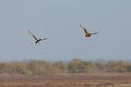 View of flying ducks in Evros river, Greece. Royalty Free Stock Photo