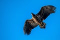 A view of flying Haliaeetus albicilla or White-tailed Eagle Royalty Free Stock Photo