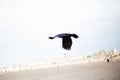 View of flying raven above the seaside. Royalty Free Stock Photo