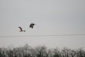View of flying Western Marsh-harrier birds under a gloomy sky