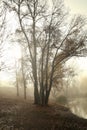 View of foggy autumn park in morning Royalty Free Stock Photo