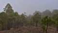 View of a foggy forest of Canary Island pine trees in Tamadaba Natural Park in the mountains of Gran Canaria island, Spain.