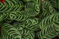 Bold Green Striped Leaves