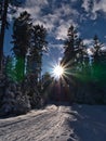 View of footpath in deep snow leading through forest of trees on sunny day with bright sun in backlit and lens flares in winter. Royalty Free Stock Photo