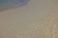 View of footprints on sandy beach of Atlantic ocean on island of Aruba. Royalty Free Stock Photo