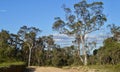 A view of the eucalyptus forest in the Blue Mountains National Park Royalty Free Stock Photo