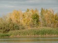 A view of the forest on the banks of the river