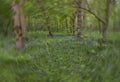 View of a forest with bluebells, creatively twisted and soft-focus look