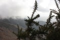 View of the forest. a branch of a thorny shrub. a mountainous background with thick fog in the Apuan Alps