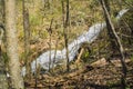 View Through the Forest of Crabtree Falls in the Blue Ridge Mountains of Virginia, USA Royalty Free Stock Photo