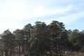 View of a forest in the famous Indian hill station of Patnitop