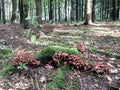 A view of a forest glade with poisonous mushrooms growing on it. Summer landscape Royalty Free Stock Photo