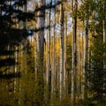 View of a forest of golden quaking aspens trees