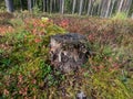 Forest ground and old tree stump surrounded with moss, plants and green Royalty Free Stock Photo
