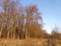 View of the forest with high trees and dry grass in sunny day  . Royalty Free Stock Photo