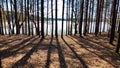 View of a forest lake through the slender trunks of pine trees on a sunny spring day. The ice where the sun shines Royalty Free Stock Photo