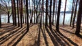 View of a forest lake through the slender trunks of pine trees on a sunny spring day. The ice where the sun shines Royalty Free Stock Photo