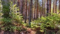 View of a forest lake through the slender trunks of pine trees on a sunny spring day. The ice where the sun shines Royalty Free Stock Photo