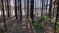 View of a forest lake through the slender trunks of pine trees on a sunny spring day. The ice where the sun shines Royalty Free Stock Photo
