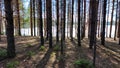 View of a forest lake through the slender trunks of pine trees on a sunny spring day. The ice where the sun shines Royalty Free Stock Photo
