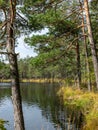 Forest lake with small bog pines, tree reflections in water Royalty Free Stock Photo