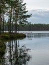 Forest lake with small bog pines, tree reflections in water Royalty Free Stock Photo