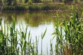 View of the forest lake through thickets of reeds Royalty Free Stock Photo