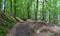 View of forest road, middle Bohemia