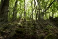 view in the forest, stones on the ground, sunbeams