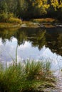 View of the forest swamp. Warm autumn. Lake flora.Natural landscape