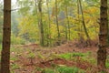 Swathe of felled trees in forest Royalty Free Stock Photo