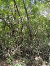 view in the forest with tangle of trees and roots rising above the ground Royalty Free Stock Photo