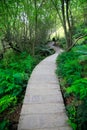 View of forest trail surrounded by trees and fern, Matamata