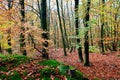 view of a forest with young trees in colorful autumn tones and red-brown leaves on the ground Royalty Free Stock Photo