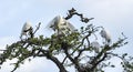 Four Great Egrets in Breeding Plumage a Treetop Royalty Free Stock Photo